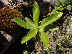 Traversia baccharoides