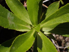 Traversia baccharoides
