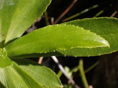 Traversia baccharoides