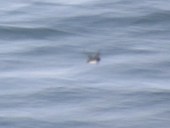 Cerorhinca monocerata