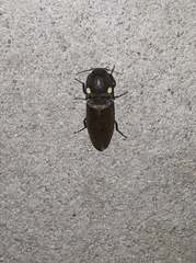 Deilelater physoderus