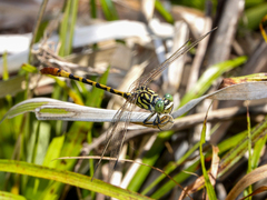 Austroepigomphus turneri