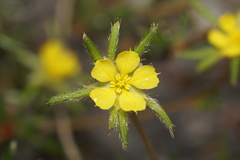 Hibbertia depressa
