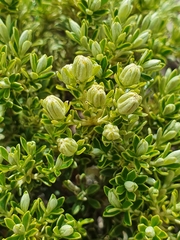 Brachyglottis cassinioides