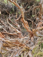 Brachyglottis cassinioides