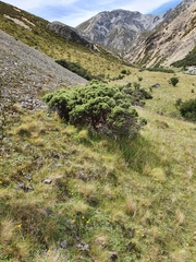 Brachyglottis cassinioides