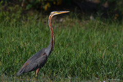 Ardea purpurea