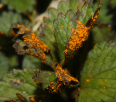 Phragmidium potentillae