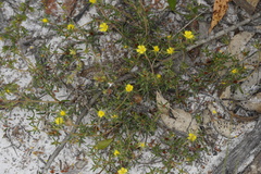 Hibbertia depressa