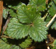 Phragmidium potentillae