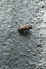 Leanobium flavomaculatum