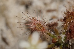 Drosera roseana