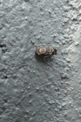 Leanobium flavomaculatum