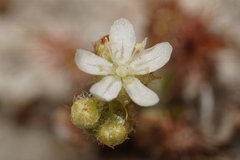 Drosera roseana