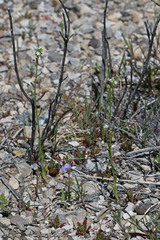 Cryptantha pterocarya pterocarya