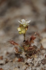 Drosera roseana