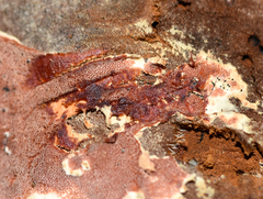 Ceriporia purpurea