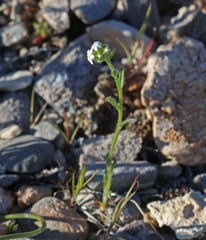 Cryptantha pterocarya pterocarya