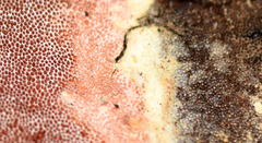 Ceriporia purpurea