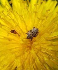 Glyptobaris lecontei