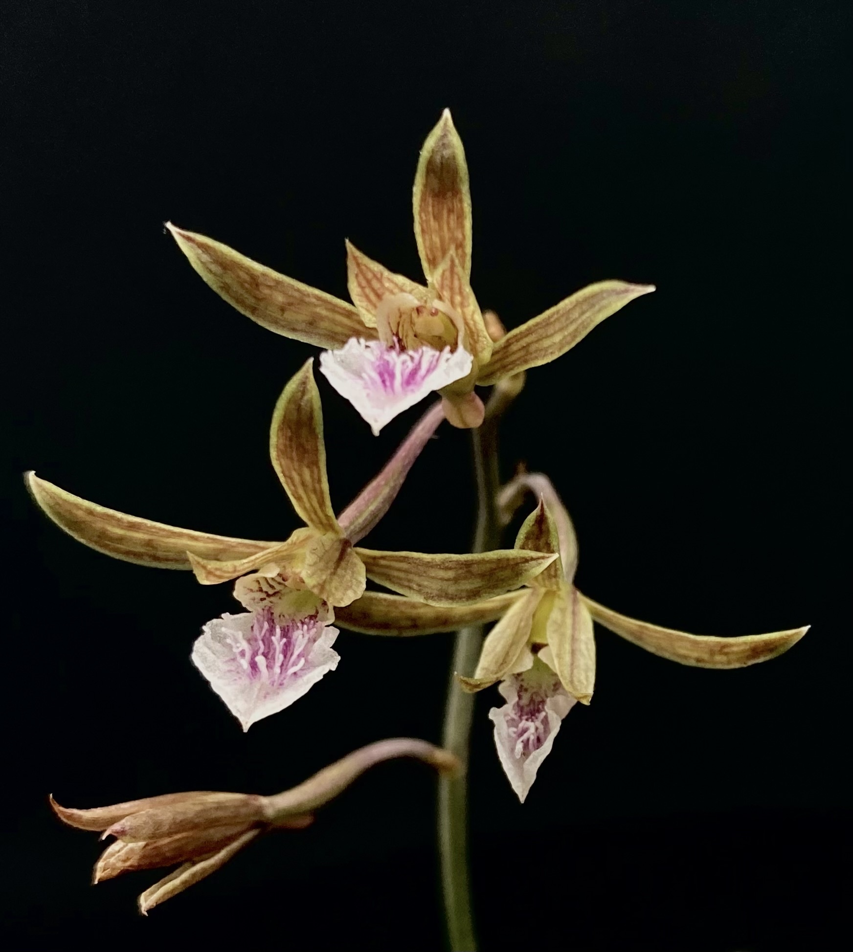 Chinese Crown Orchid (Eulophia graminea) · iNaturalist