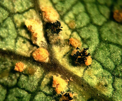 Phragmidium tuberculatum