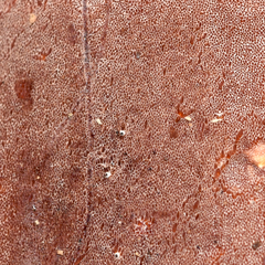 Ceriporia purpurea