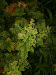 Fuertesimalva limensis