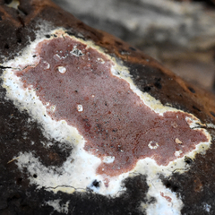 Ceriporia purpurea