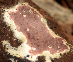 Ceriporia purpurea