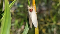 Trichiocercus mesomelas