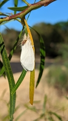 Trichiocercus mesomelas