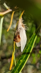 Trichiocercus mesomelas