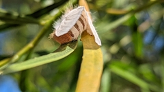 Trichiocercus mesomelas