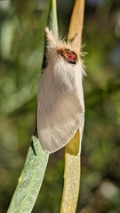 Trichiocercus mesomelas