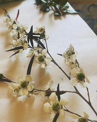 Leptospermum nitidum