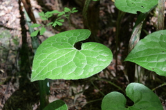 Asarum caulescens