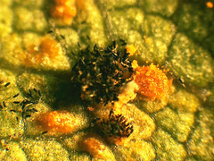 Phragmidium tuberculatum