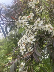 Leptospermum nitidum