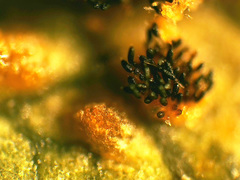 Phragmidium tuberculatum