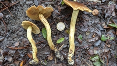 Cortinarius nahuelbutensis