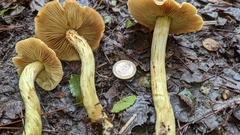 Cortinarius nahuelbutensis