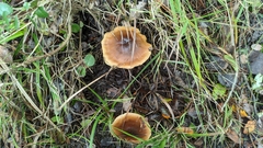 Cortinarius nahuelbutensis