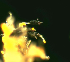 Phragmidium tuberculatum