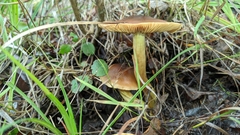 Cortinarius nahuelbutensis
