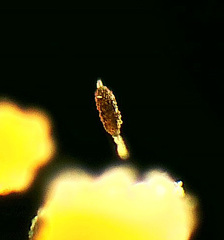 Phragmidium tuberculatum