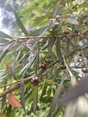 Leptospermum nitidum