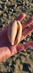 Macrocypraea zebra