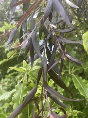 Leptospermum nitidum