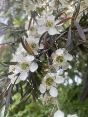 Leptospermum nitidum
